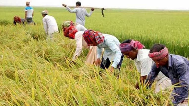 কিশোরগঞ্জে ধান কাটার উৎসব