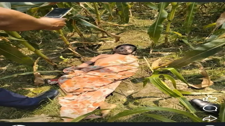 পাবনার চাটমোহর উপজেলার রামপুর বিলের মধ্যে একটি ভুট্টা ক্ষেতে