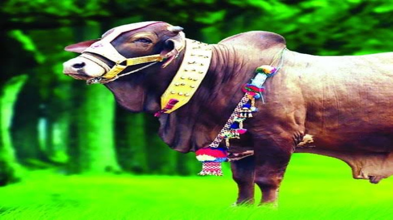 কিশোরগঞ্জে কোরবানির জন্য প্রস্তুত দুই লক্ষাধিক পশু