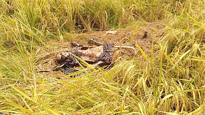 দিনাজপুর বোচাগঞ্জে  উপজেলায় জালগাঁও এলাকায় একটি ধান ক্ষেতে 