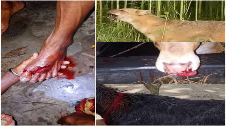 পাবনায় শিয়ালের কামড়ে দুইজন গুরুতর আহত হাসপাতালে ভর্তি