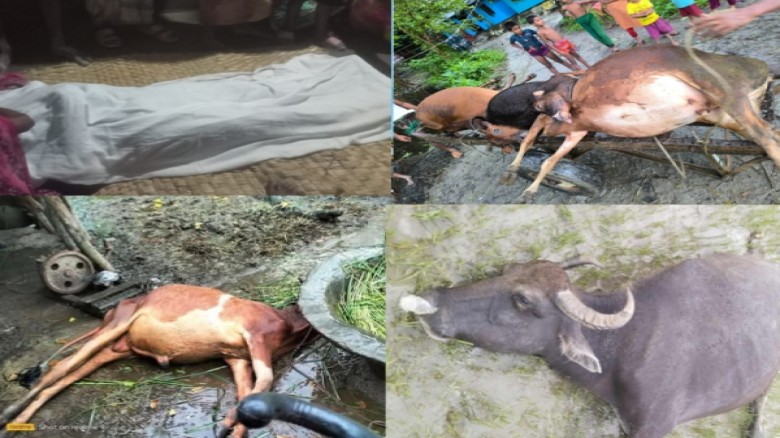 মনপুরায় হঠাৎ রেকর্ড পরিমান বজ্রপাতে এক ব্যক্তিসহ ৬ টি গরু ও 