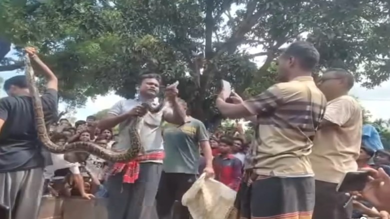 কুড়িগ্রামে বসতবাড়ির পিছনের গাছ থেকে ১০ ফুট দৈর্ঘ্যের অজগর সা